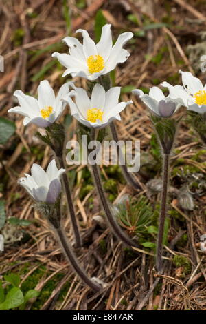 Gruppe von Alpine Küchenschellen, Pulsatilla Alpina in Blüte, Vercors-Bergen, Frankreich. Stockfoto