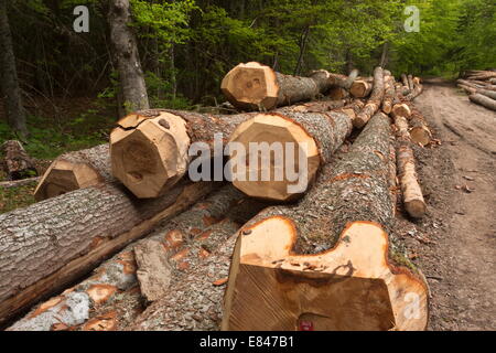 Großen gefällte Baumstämme gemeine Fichte, Picea Abies, in den Vercors-Bergen, Frankreich. Stockfoto