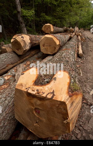 Großen gefällte Baumstämme gemeine Fichte, Picea Abies, in den Vercors-Bergen, Frankreich. Stockfoto