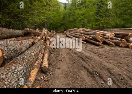 Großen gefällte Baumstämme gemeine Fichte, Picea Abies, in den Vercors-Bergen, Frankreich. Stockfoto