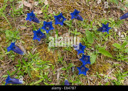 Narrow-leaved Trompete Enzian Gentiana Angustifolia in Blüte, auf Kalkstein, Vercors-Bergen, Frankreich. Stockfoto