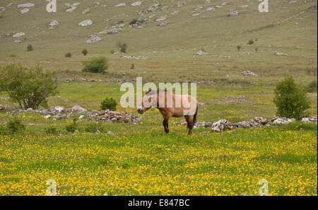 Przewalski Pferd, Przewalski Pferd in einer wilden Herde vorgestellt, Le Villaret, Cevennen, Frankreich. Stockfoto