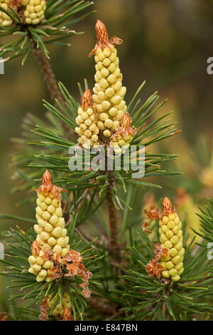 Kiefer, Pinus Sylvestris, männliche Blüten im Frühjahr. Stockfoto