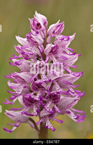 Hybrid zwischen militärischen Orchidee und Monkey Orchidee Orchis Militaris x O. simia Stockfoto