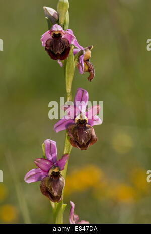 Aveyron Biene Orchidee, Ophrys Aveyronensis - endemisch auf der Cernon Valley, Frankreich. Stockfoto