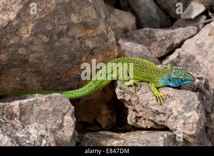 Western grüne Eidechse, Lacerta Bilineata = Lacerta Viridis Var Bilineata, männlich auf Kalkstein. Cevennen, Frankreich. Stockfoto