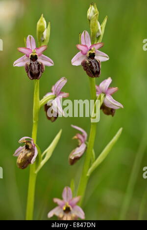 Aveyron Biene Orchidee, Ophrys Aveyronensis - endemisch auf der Cernon Valley, Frankreich. Stockfoto