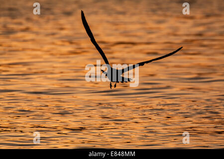 Silhouette einer fliegenden Möwe über Wasser gefärbt durch den Glanz eines Sonnenuntergangs. Stockfoto