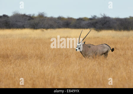 Gemsbock in die hohe Gräser des Etosha National Park Stockfoto