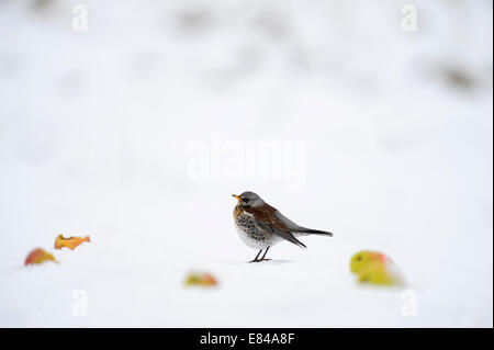 Wacholderdrossel Turdus Pilaris Fütterung auf Äpfel im Schnee Norfolk Stockfoto