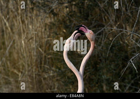 Größere Flamingo Phoenicopterus Roseus Camargue-Frankreich Stockfoto