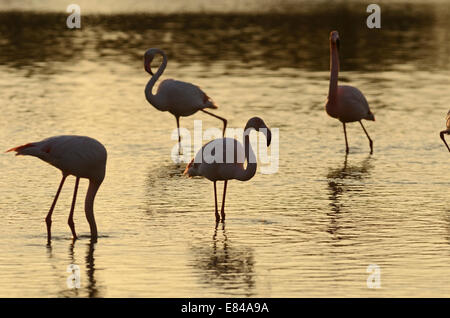 Größere Flamingos Phoenicopterus Roseus Camargue-Frankreich Stockfoto