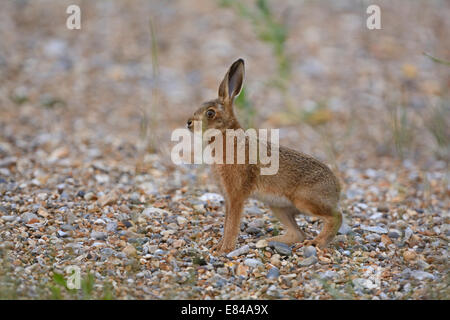 Brauner Hase Lepus Europaeus juvenile auf Schindel in Cley North Norfolk Stockfoto