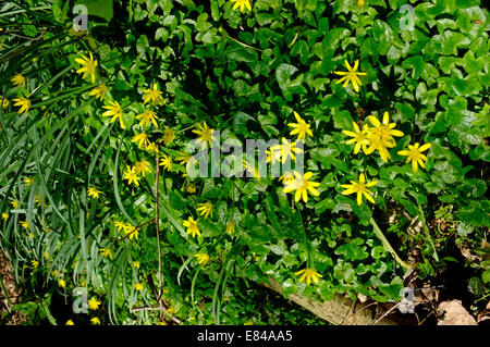 Kleinen Schöllkraut Ranunculus Ficaria Thursford Holz Norfolk Frühling Stockfoto