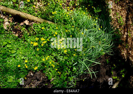 Kleinen Schöllkraut Ranunculus Ficaria Thursford Holz Norfolk Frühling Stockfoto