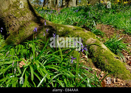 Thursford Holz ein Norfolk Wildlife Trust reservieren North Norfolk im zeitigen Frühjahr Stockfoto