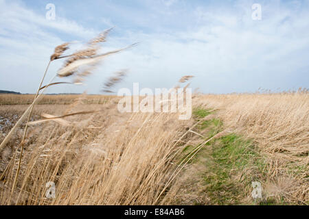 Erstellung und Pflege auf Cley kratzen / Salthouse Norfolk Widlife Vertrauen reservieren Stockfoto