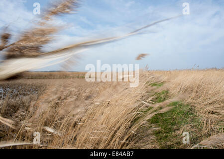 Erstellung und Pflege auf Cley kratzen / Salthouse Norfolk Widlife Vertrauen reservieren Stockfoto