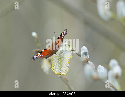Peacock Butterfly Inachis Io auf fahl Knospe im zeitigen Frühjahr Norfolk März Stockfoto