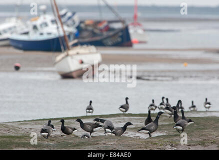 Brent Gänse Branta Bernicla Fütterung in Priel bei Ebbe Brancaster Norfolk Stockfoto