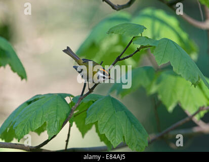 Firecrest Regulus Ignicapilla männlich Sheringham Norfolk April Stockfoto