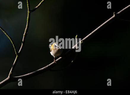 Firecrest Regulus Ignicapilla männlich Sheringham Norfolk April Stockfoto