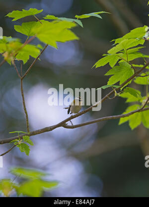 Firecrest Regulus Ignicapilla männlich Sheringham Norfolk April Stockfoto