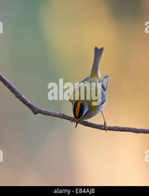 Firecrest Regulus Ignicapilla männlich Sheringham Norfolk April Stockfoto