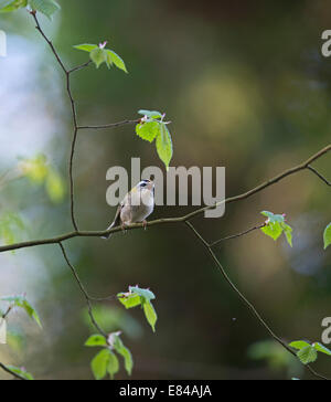 Firecrest Regulus Ignicapilla männlich Sheringham Norfolk April Stockfoto