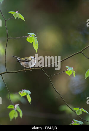 Firecrest Regulus Ignicapilla männlich Sheringham Norfolk April Stockfoto