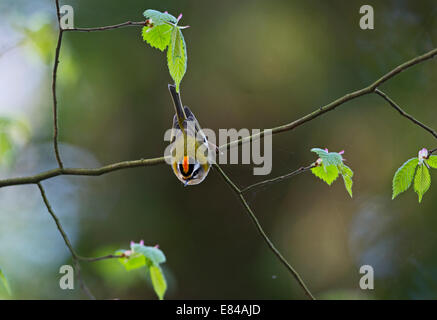 Firecrest Regulus Ignicapilla männlich Sheringham Norfolk April Stockfoto