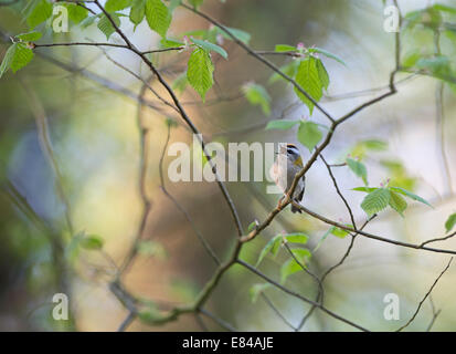 Firecrest Regulus Ignicapilla männlich Sheringham Norfolk April Stockfoto