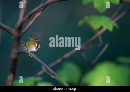 Firecrest Regulus Ignicapilla männlich Sheringham Norfolk April Stockfoto