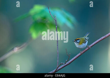 Firecrest Regulus Ignicapilla männlich Sheringham Norfolk April Stockfoto