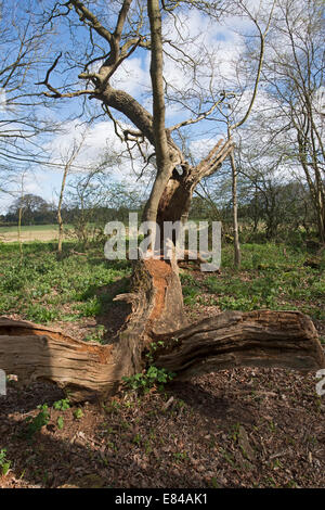 Alte beschnitten Eiche in Thursford Holz North Norfolk Vorfrühling Stockfoto