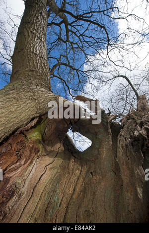 Alte beschnitten Eiche in Thursford Holz North Norfolk Vorfrühling Stockfoto