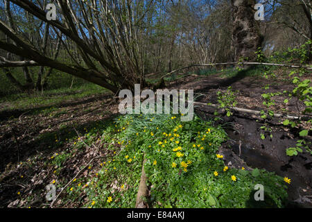 Kleinen Schöllkraut Ranunculus Ficaria Thursford Holz Norfolk Frühling Stockfoto