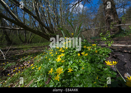 Kleinen Schöllkraut Ranunculus Ficaria Thursford Holz Norfolk Frühling Stockfoto