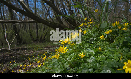 Kleinen Schöllkraut Ranunculus Ficaria Thursford Holz Norfolk Frühling Stockfoto