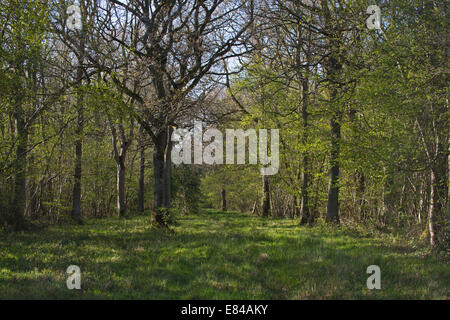 Foxley Holz National Nature Reserve und Norfolk Wildlife Trust Reserve Norfolk Vorfrühling Stockfoto