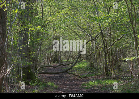 Foxley Holz National Nature Reserve und Norfolk Wildlife Trust Reserve Norfolk Vorfrühling Stockfoto