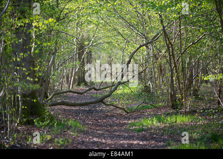 Foxley Holz National Nature Reserve und Norfolk Wildlife Trust Reserve Norfolk Vorfrühling Stockfoto