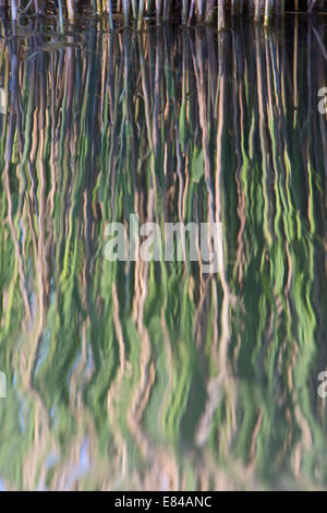 Überlegungen für das Frühjahr Reed Wachstum von Cley Norfolk Stockfoto