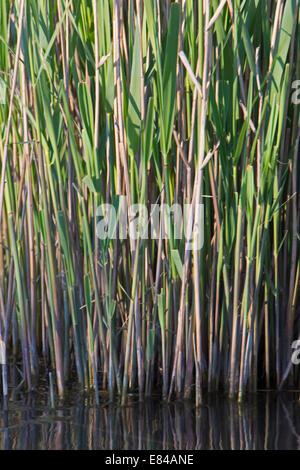 Überlegungen für das Frühjahr Reed Wachstum von Cley Norfolk Stockfoto