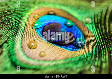 Pfauen Pfauenfeder mit Wasser Tropfen Makro abstrakt Stockfoto