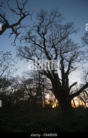 Alte beschnitten Eiche in Thursford Holz North Norfolk Vorfrühling Stockfoto