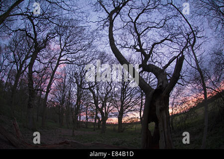 Alte beschnitten Eiche in Thursford Holz North Norfolk Vorfrühling Stockfoto