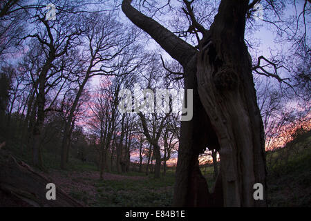 Alte beschnitten Eiche in Thursford Holz North Norfolk Vorfrühling Stockfoto