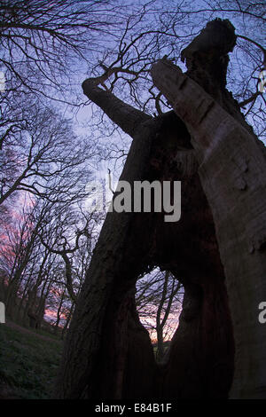 Alte beschnitten Eiche in Thursford Holz North Norfolk Vorfrühling Stockfoto