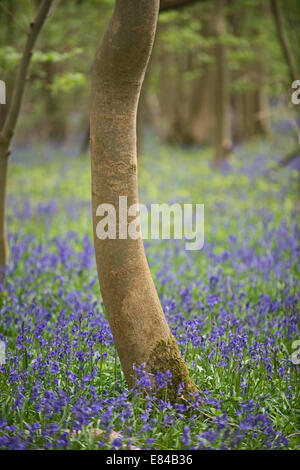 Glockenblumen Hyacinthoides non-Scripta Foxley Holz NNR & Norfolk Wildlife Trust Reserve Norfolk Stockfoto